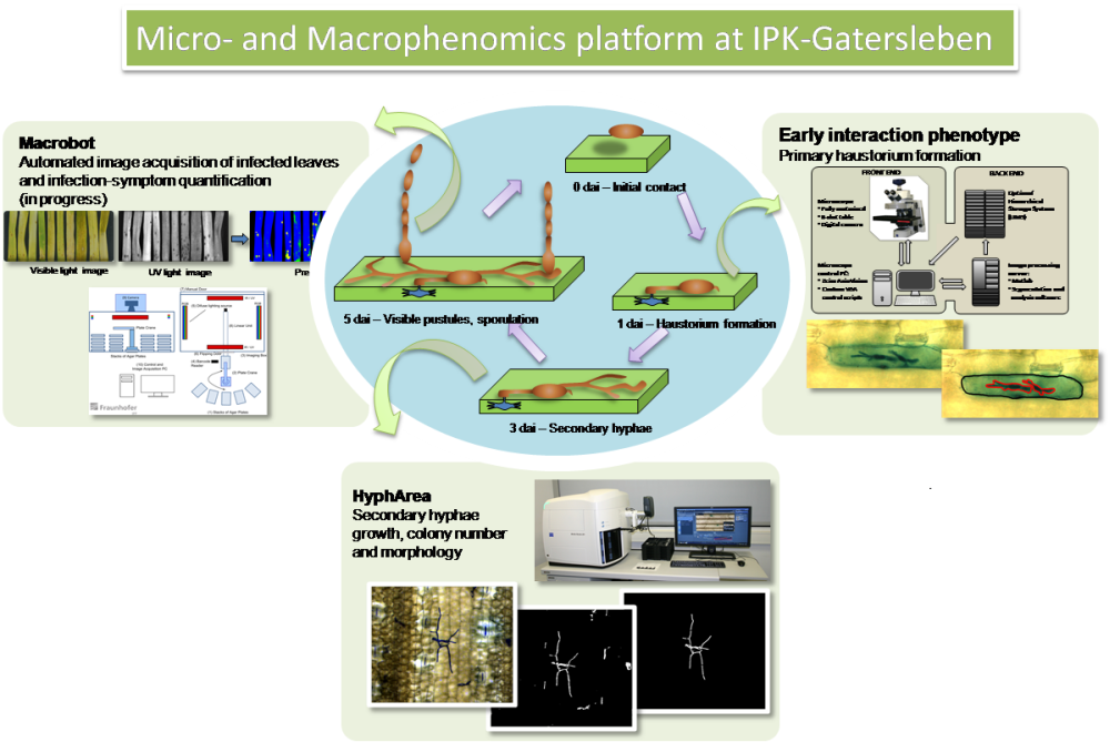 Figure 1. Overview of the Micro- and Macrophenomics platform. The interaction of pathogenic fungi with plants is monitored in three different stages: early (establishment of haustorium), intermediate (secondary hyphae formation and growth) and late (disease symptoms rating).